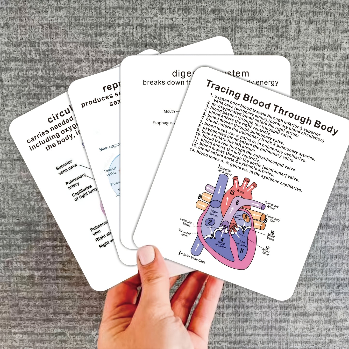 Human Body Systems Atlas - Anatomy Human Body Systems Flashcards, Gift for Medical Students, Notes for Nursing Students, Cards Covering Skeletal, Muscular, Digestive, Immune, Nervous, Reproductive, Respiratory, Circulatory Sy