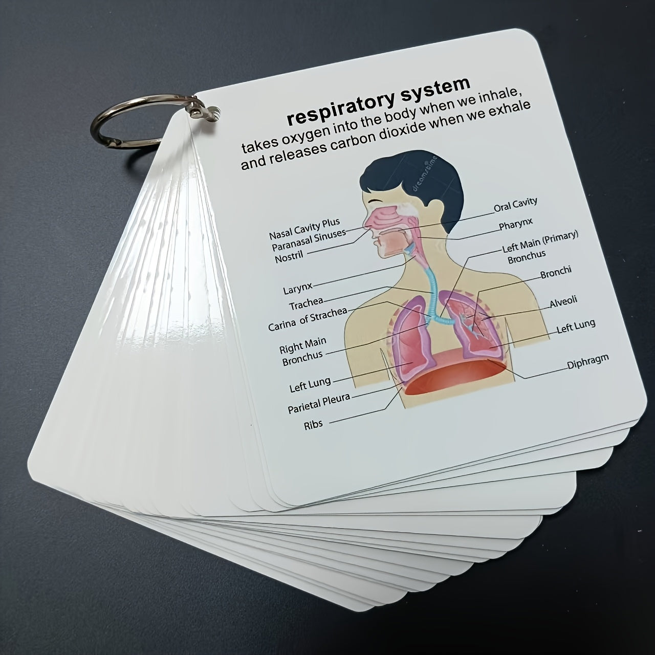 Human Body Systems Atlas - Anatomy Human Body Systems Flashcards, Gift for Medical Students, Notes for Nursing Students, Cards Covering Skeletal, Muscular, Digestive, Immune, Nervous, Reproductive, Respiratory, Circulatory Sy