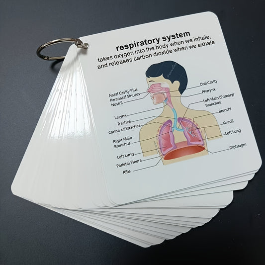 Human Body Systems Atlas - Anatomy Human Body Systems Flashcards, Gift for Medical Students, Notes for Nursing Students, Cards Covering Skeletal, Muscular, Digestive, Immune, Nervous, Reproductive, Respiratory, Circulatory Sy