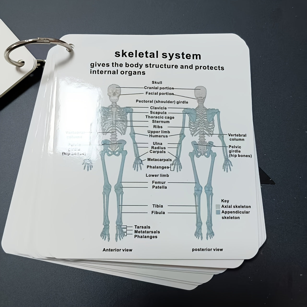 Human Body Systems Atlas - Anatomy Human Body Systems Flashcards, Gift for Medical Students, Notes for Nursing Students, Cards Covering Skeletal, Muscular, Digestive, Immune, Nervous, Reproductive, Respiratory, Circulatory Sy