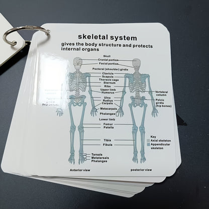 Human Body Systems Atlas - Anatomy Human Body Systems Flashcards, Gift for Medical Students, Notes for Nursing Students, Cards Covering Skeletal, Muscular, Digestive, Immune, Nervous, Reproductive, Respiratory, Circulatory Sy
