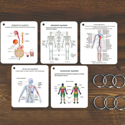 Human Body Systems Atlas - Anatomy Human Body Systems Flashcards, Gift for Medical Students, Notes for Nursing Students, Cards Covering Skeletal, Muscular, Digestive, Immune, Nervous, Reproductive, Respiratory, Circulatory Sy