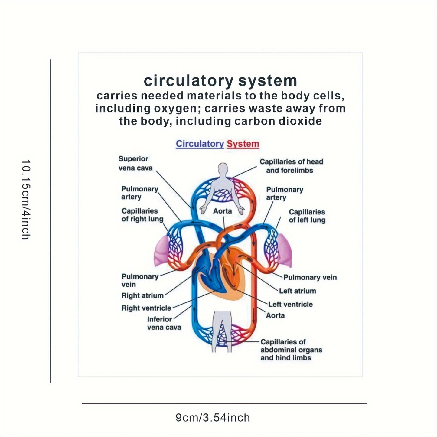 Human Body Systems Atlas - Anatomy Human Body Systems Flashcards, Gift for Medical Students, Notes for Nursing Students, Cards Covering Skeletal, Muscular, Digestive, Immune, Nervous, Reproductive, Respiratory, Circulatory Sy