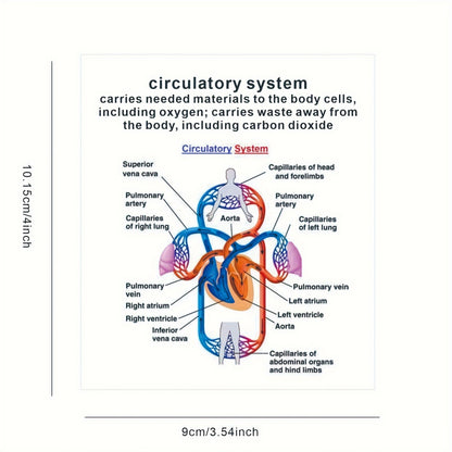 Human Body Systems Atlas - Anatomy Human Body Systems Flashcards, Gift for Medical Students, Notes for Nursing Students, Cards Covering Skeletal, Muscular, Digestive, Immune, Nervous, Reproductive, Respiratory, Circulatory Sy