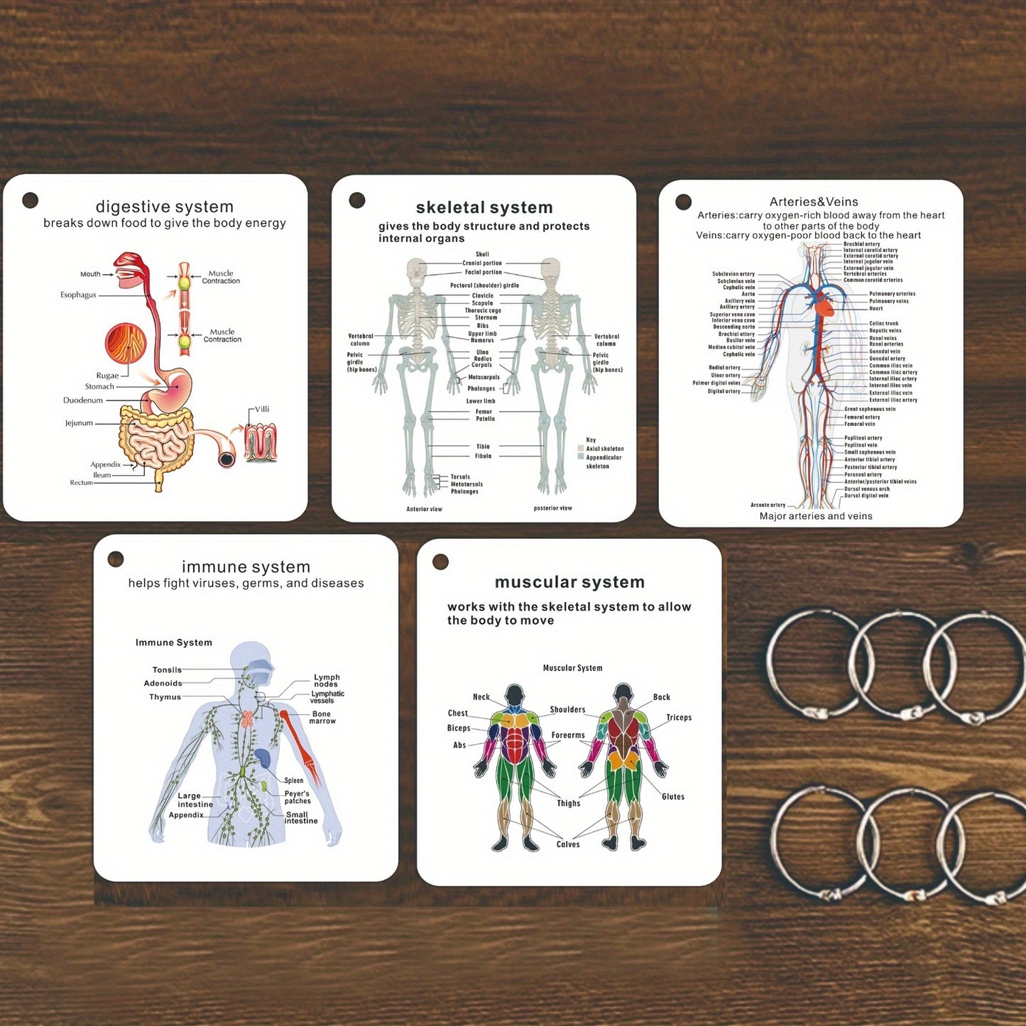 Human Body Systems Atlas - Anatomy Human Body Systems Flashcards, Gift for Medical Students, Notes for Nursing Students, Cards Covering Skeletal, Muscular, Digestive, Immune, Nervous, Reproductive, Respiratory, Circulatory Sy
